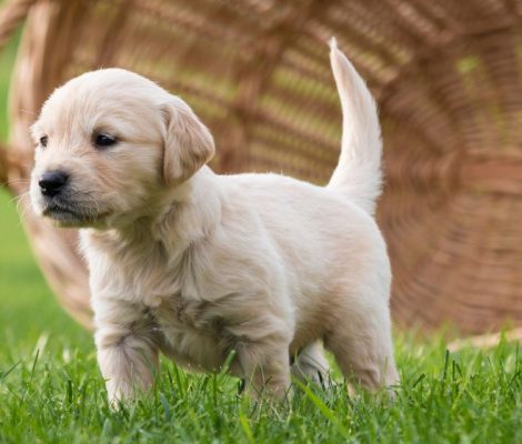 goldenretriever-puppies-content10