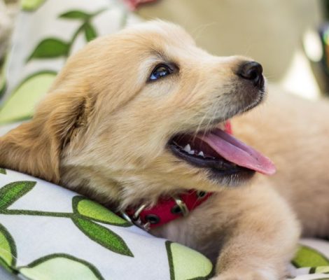 goldenretriever-puppies-content3